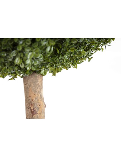 BOXWOOD BALL STK (net promo)