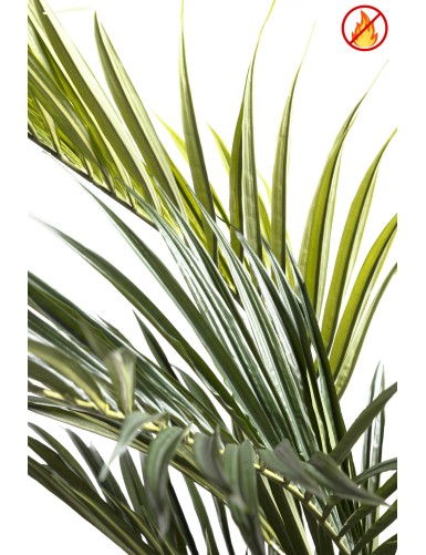 KENTIA ROYAL FR - Fire Resistant