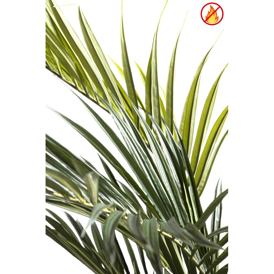 KENTIA ROYAL FR - Fire Resistant