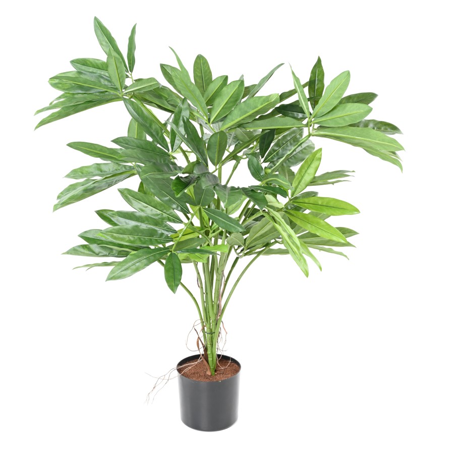 PHILODENDRON GOELDII (Fun Bun)