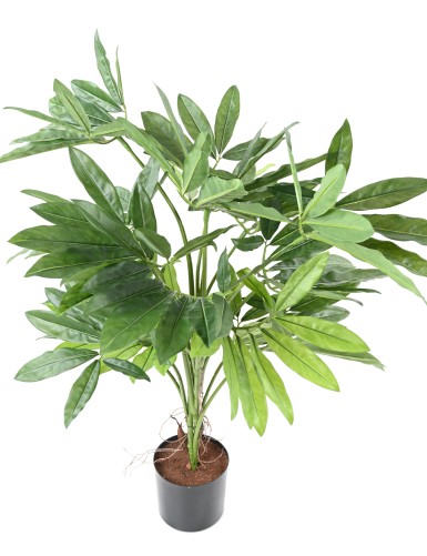 PHILODENDRON GOELDII (Fun Bun)