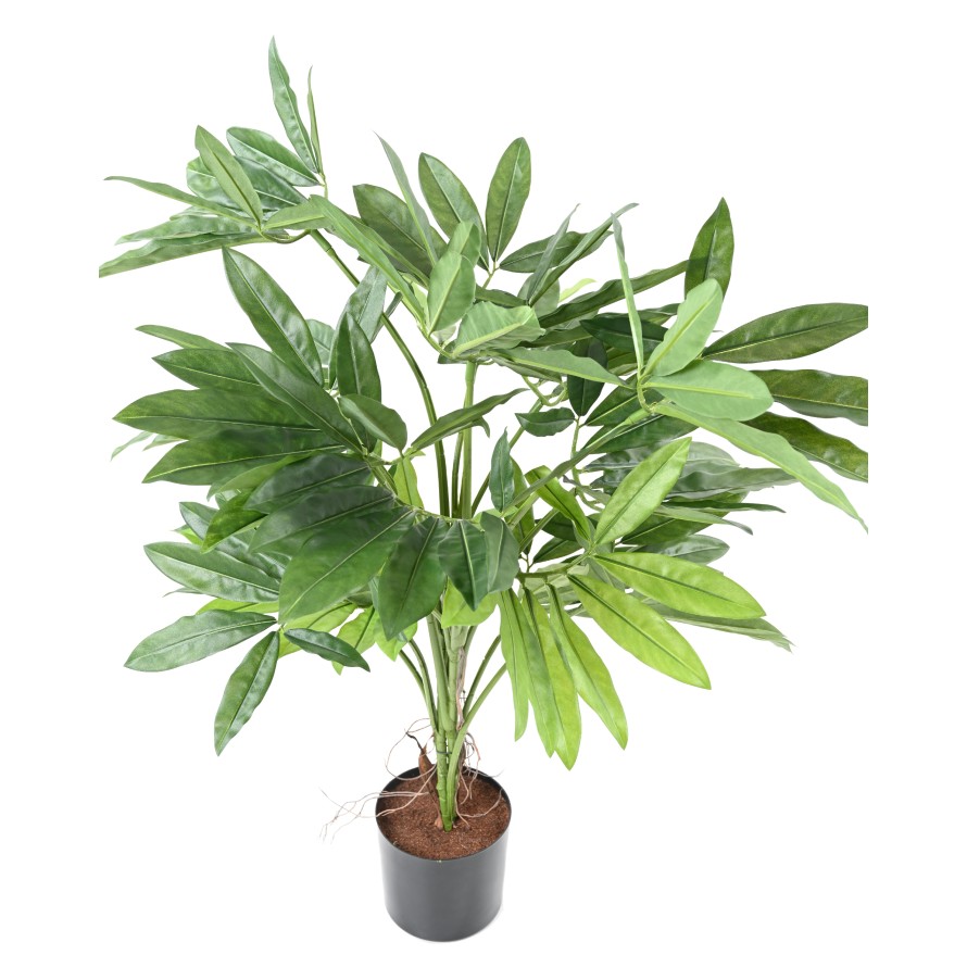 PHILODENDRON GOELDII (Fun Bun)