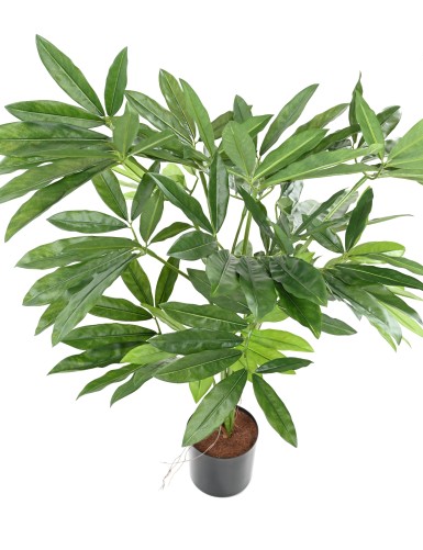 PHILODENDRON GOELDII (Fun Bun)