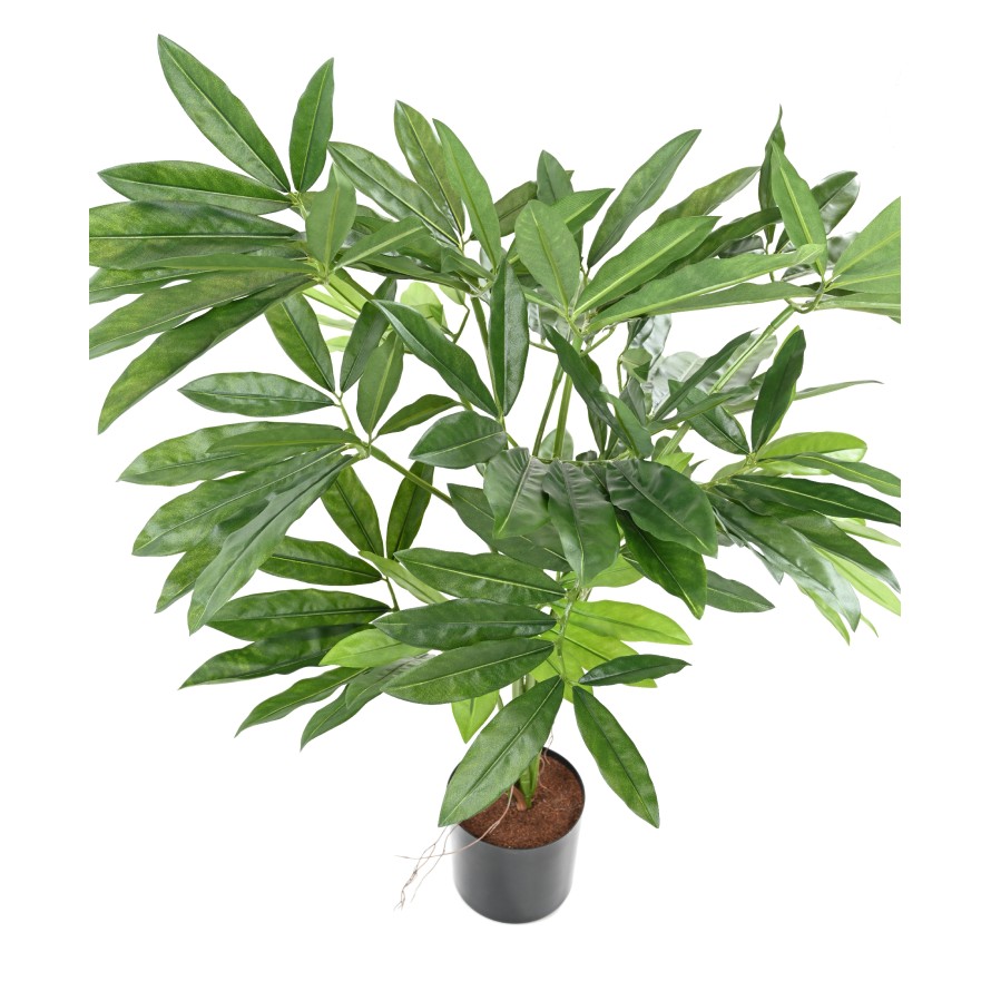 PHILODENDRON GOELDII (Fun Bun)