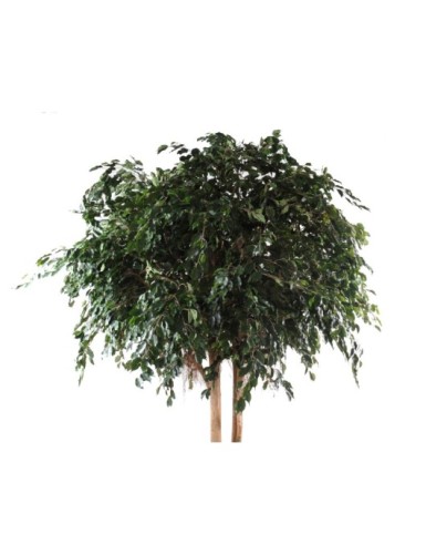 FICUS EXOTICA GIANT