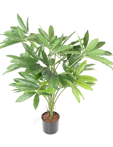 PHILODENDRON GOELDII (Fun Bun)