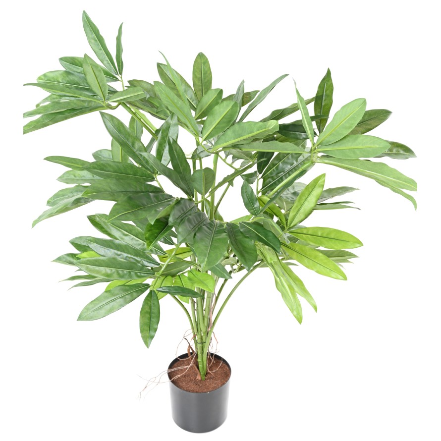 PHILODENDRON GOELDII (Fun Bun)