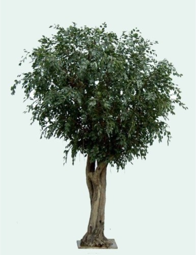 FICUS GIANT TREE