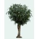 FICUS GEANT TREE