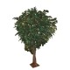 FICUS GEANT TREE