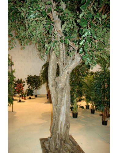 FICUS GIANT TREE