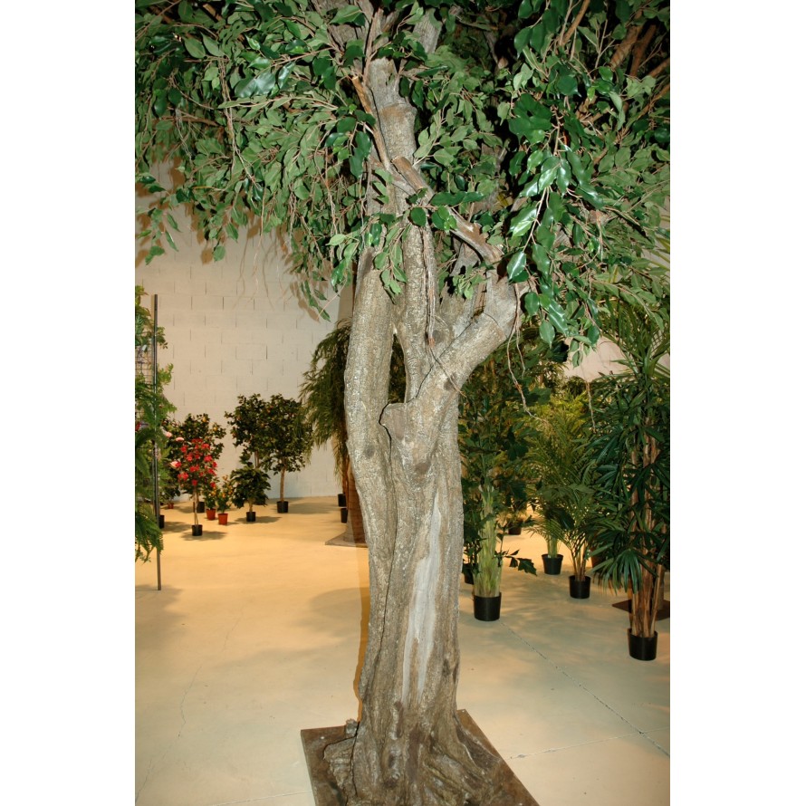 FICUS GIANT TREE