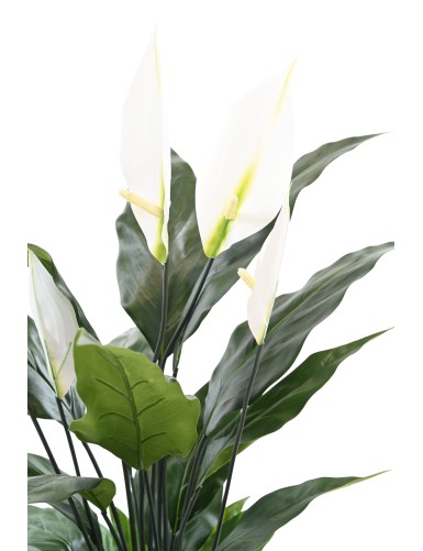 SPATHIPHYLLUM 50 CM