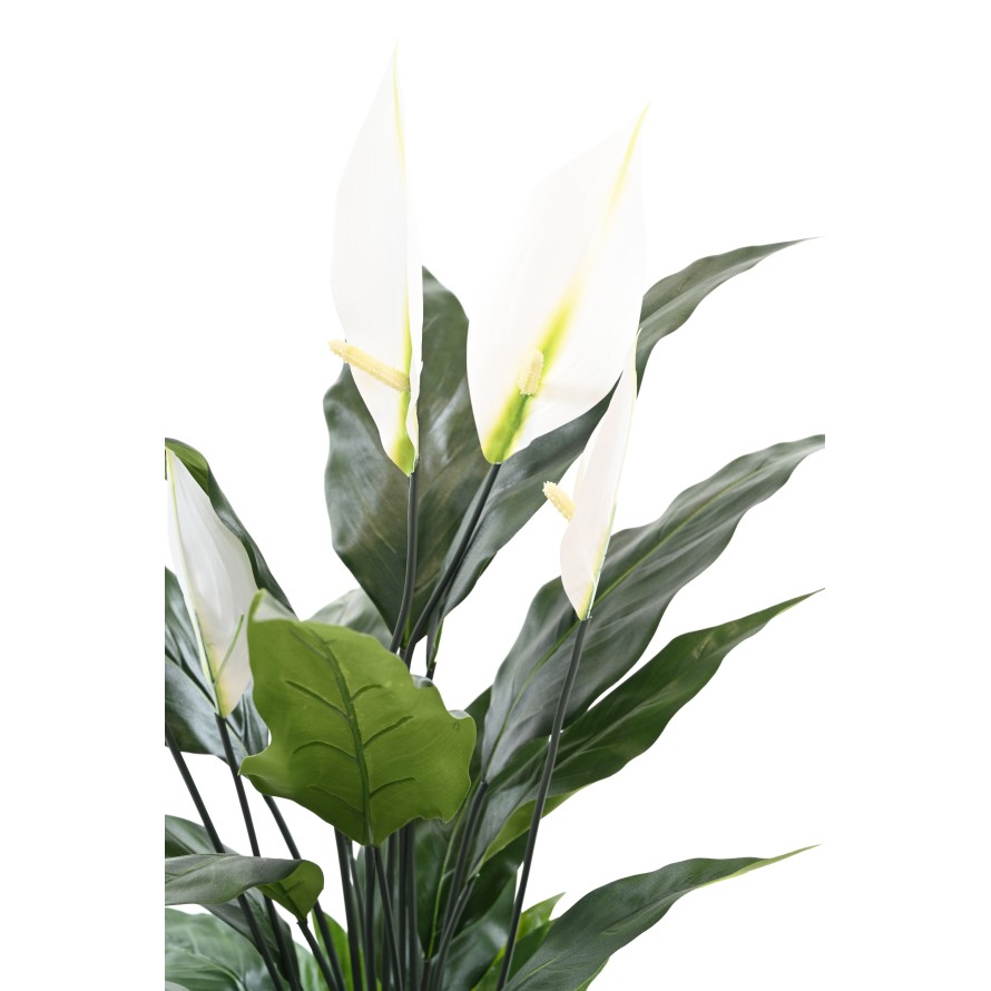 SPATHIPHYLLUM 50 CM