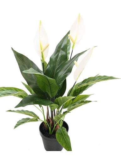 SPATHIPHYLLUM 50 CM