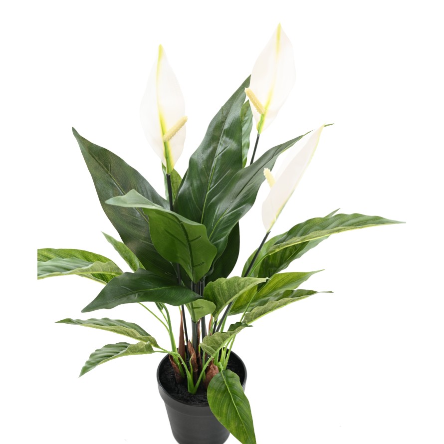 SPATHIPHYLLUM 50 CM