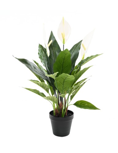 SPATHIPHYLLUM 50 CM