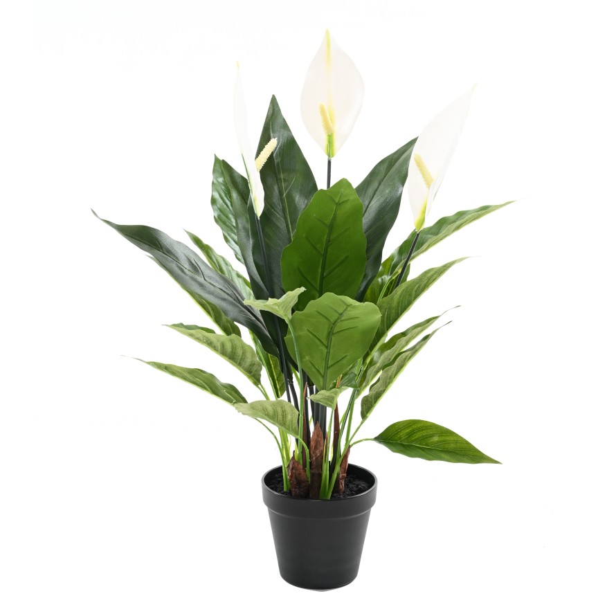 SPATHIPHYLLUM 50 CM