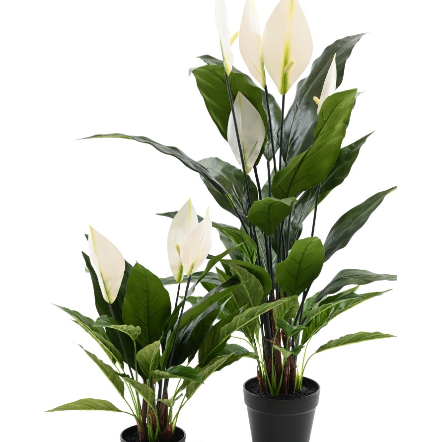 SPATHIPHYLLUM 50 CM