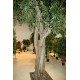 FICUS GEANT TREE