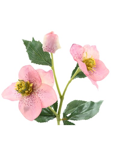 HELLEBORE