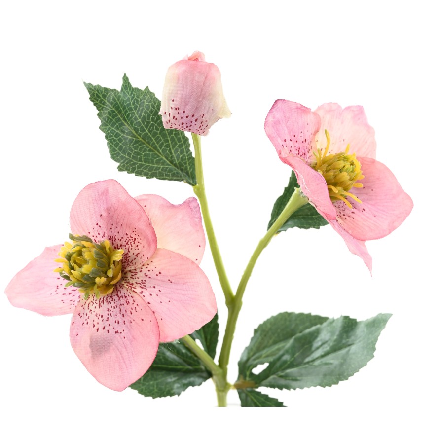 HELLEBORE