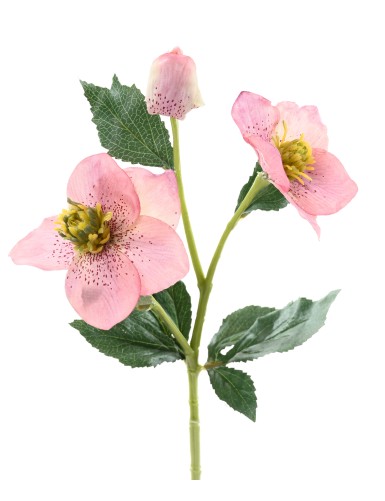 HELLEBORE