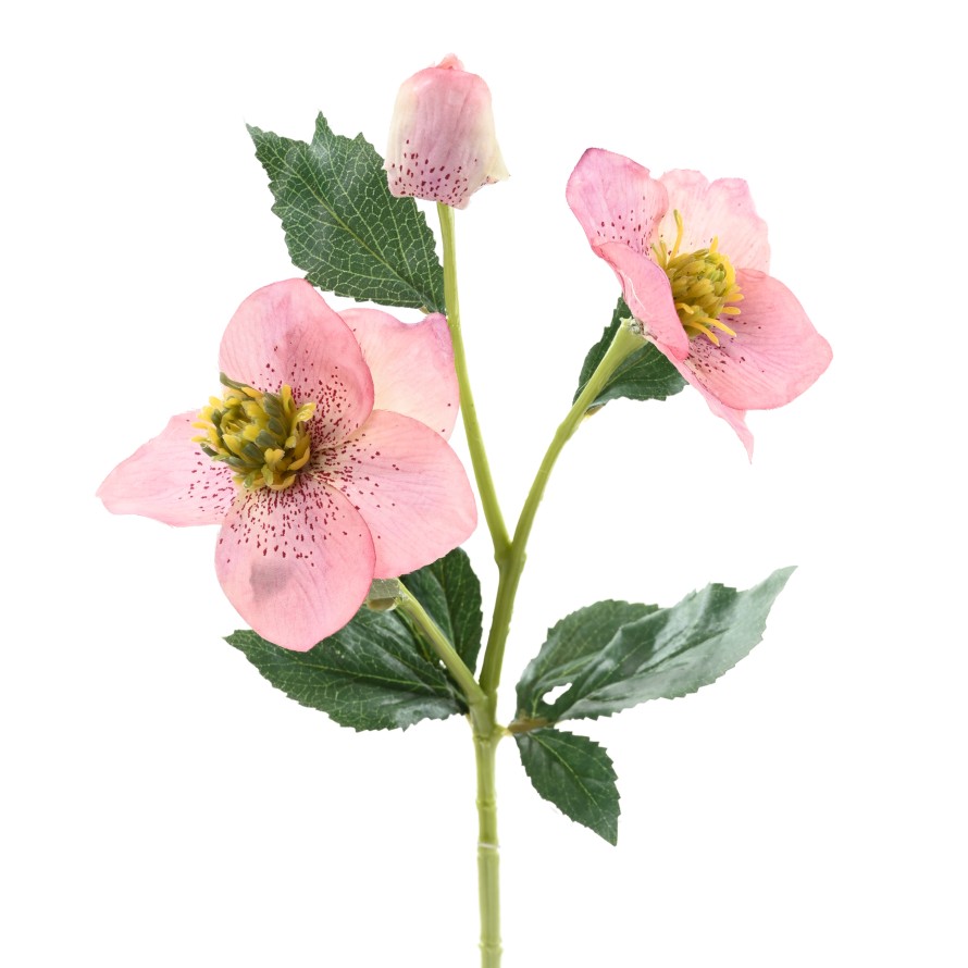 HELLEBORE