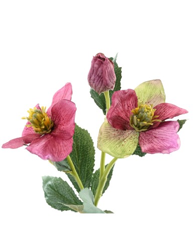 HELLEBORE