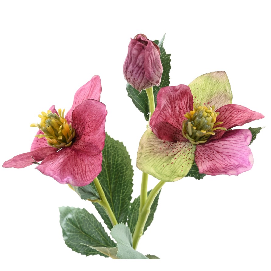 HELLEBORE