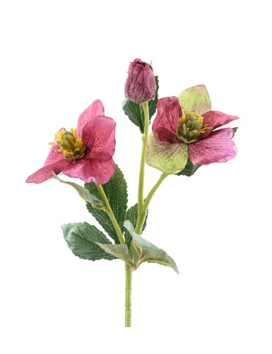 HELLEBORE