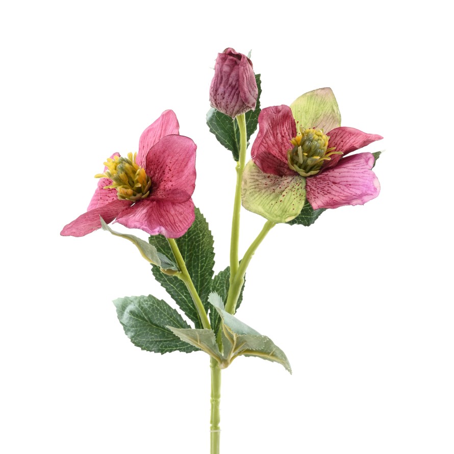 HELLEBORE