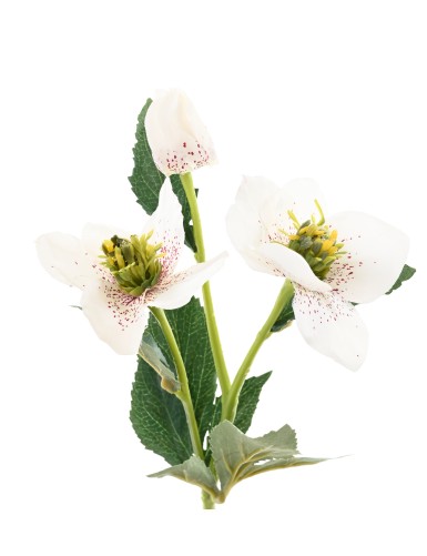 HELLEBORE