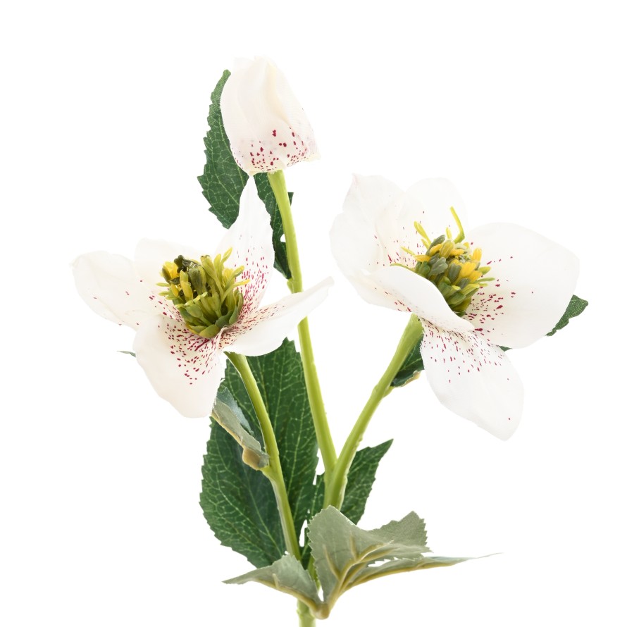 HELLEBORE