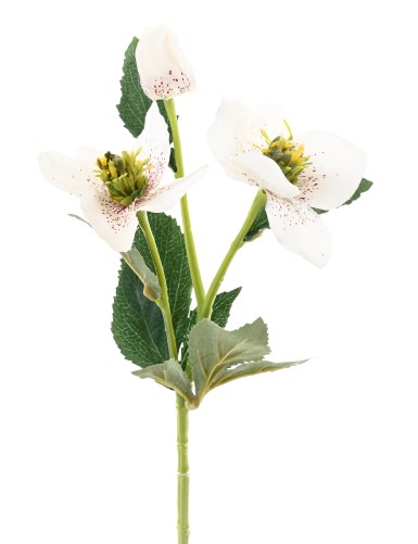 HELLEBORE