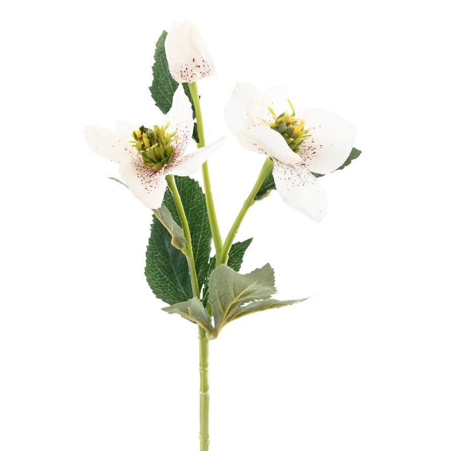 HELLEBORE