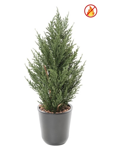 CYPRES JUNIPERUS 50 CM FR -...