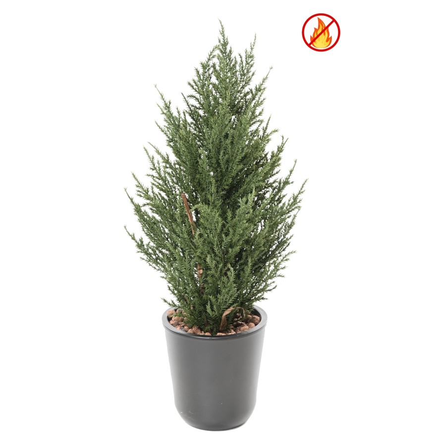 CYPRES JUNIPERUS 50 CM FR - Fire Resistant