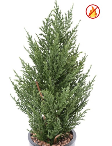 CYPRES JUNIPERUS 50 CM FR - Fire Resistant