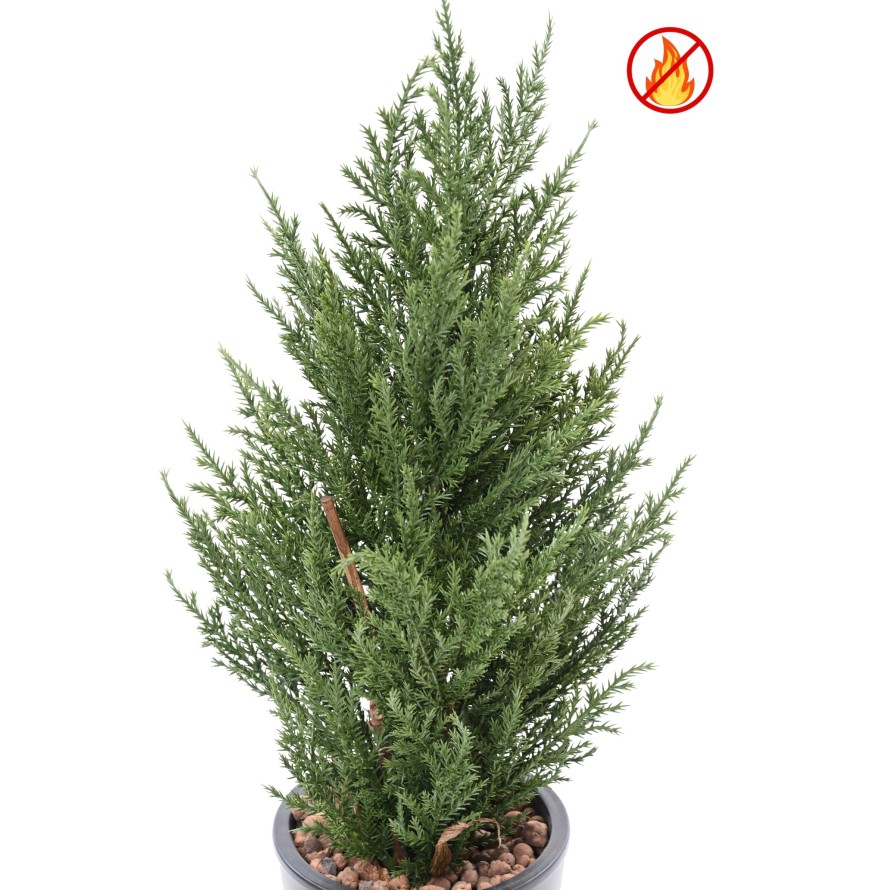 CYPRES JUNIPERUS 50 CM FR - Fire Resistant