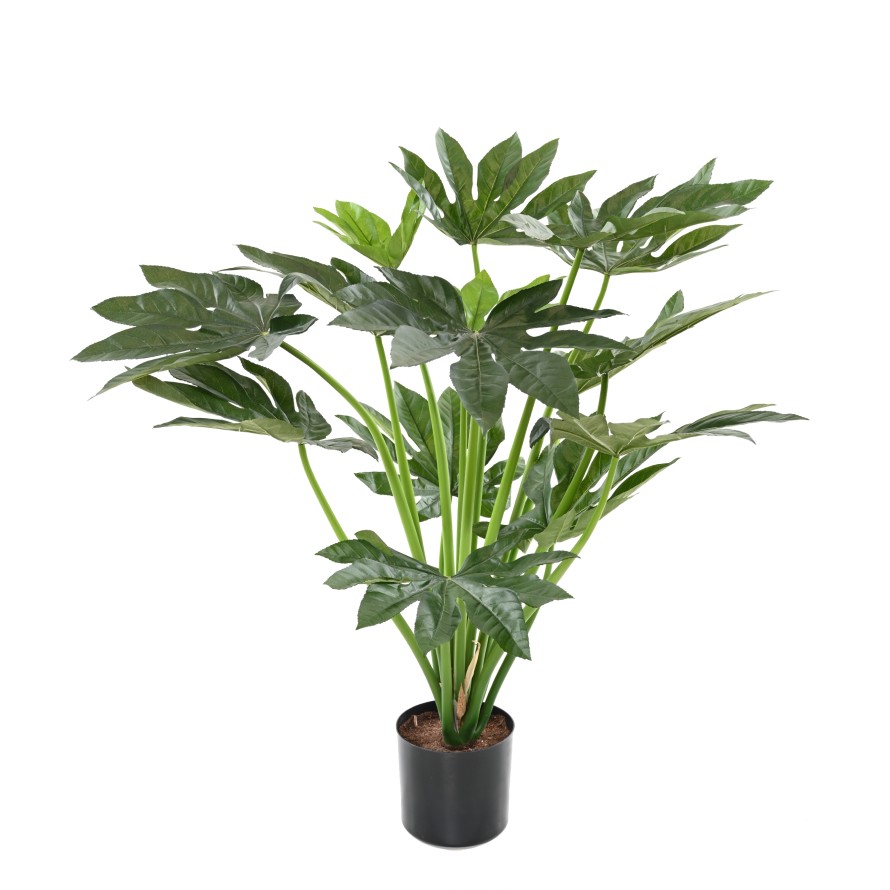 FATSIA JAPONICA PLANT 80