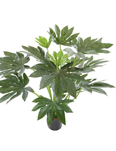 FATSIA JAPONICA PLANT 80