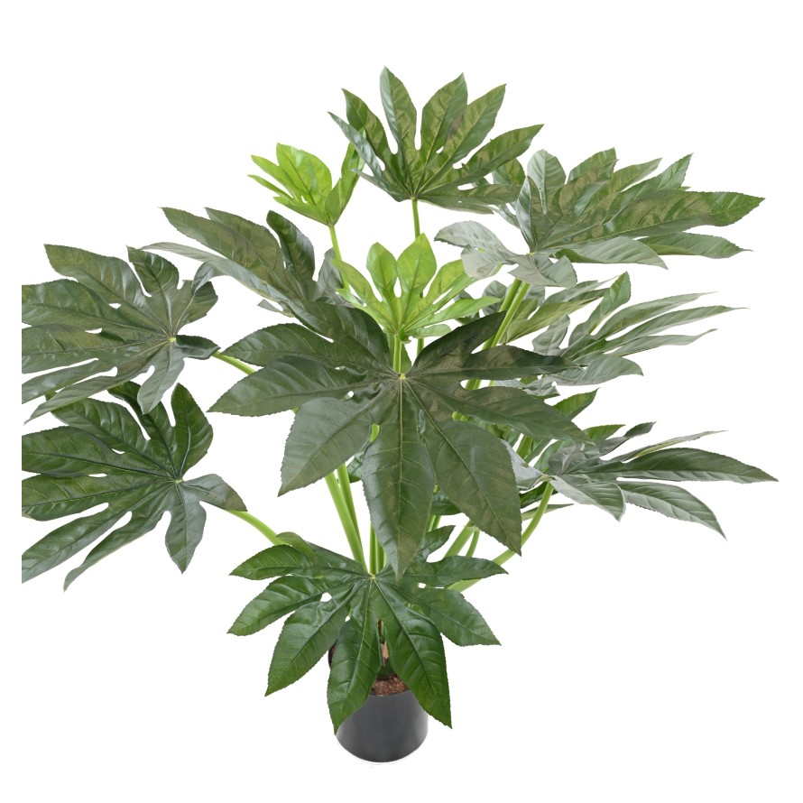 FATSIA JAPONICA PLANT 80