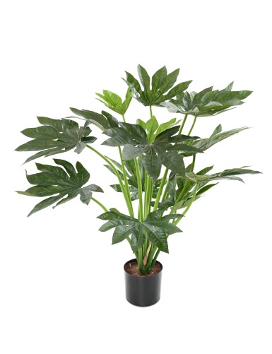 FATSIA JAPONICA PLANT 80