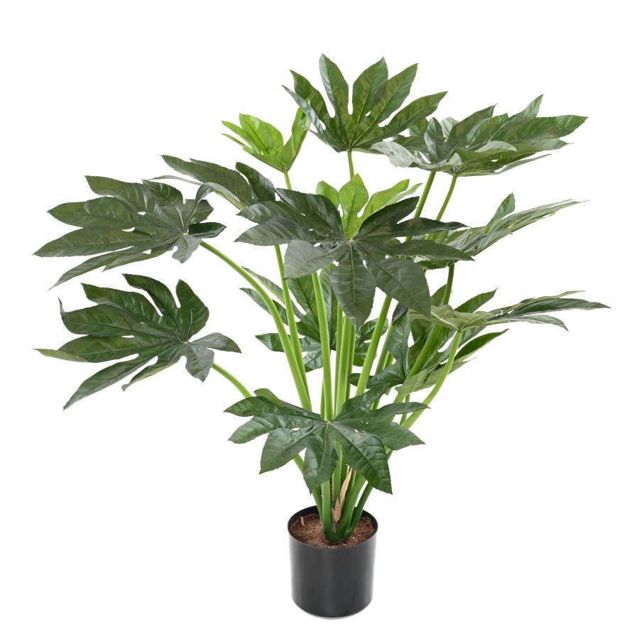 FATSIA JAPONICA PLANT 80