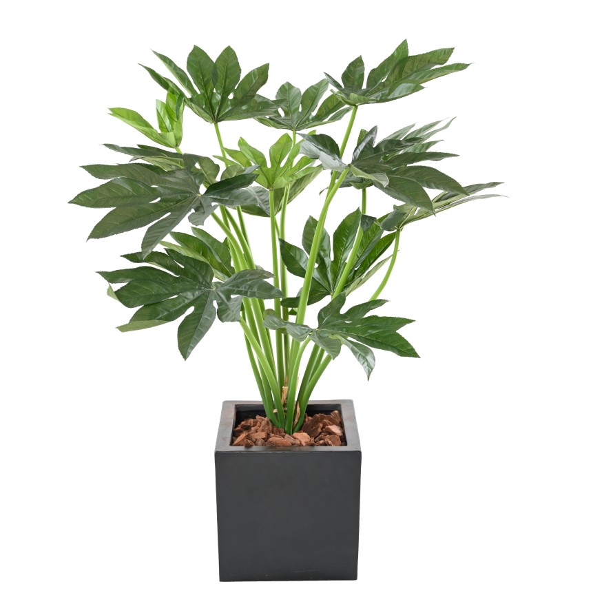 FATSIA JAPONICA PLANT 80