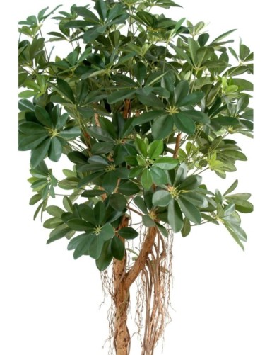 SCHEFFLERA BABY TREE