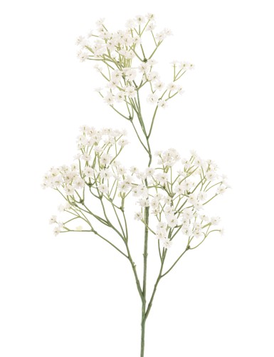 GYPSOPHILE 60