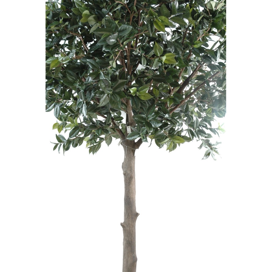 PLATINUM FRUIT (camelia japonica tree)