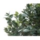 PLATINUM FRUIT (camelia japonica tree)